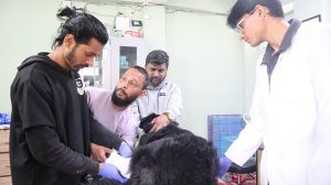 Manali Strays Giving Hope to Thousands of Stray Animals in the Himalayas