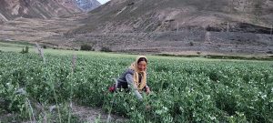 Family farming is… empowering women mountain farmers in India