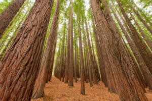India’s Fuelwood: Historical Evolution, Policy Perspectives and the Transition to Clean Cooking Energy